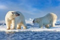 Arctic wildlife - two polar bear on drifting ice with snow feeding on killed seal, skeleton and blood, wildlife Svalbard, Norway.