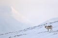 Arctic wildlife. Wild Reindeer, Rangifer tarandus, with massive antlers in snow, Svalbard, Norway. Svalbard caribou, wildlife