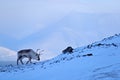 Arctic wildlife. Wild Reindeer, Rangifer tarandus, with massive antlers in snow, Svalbard, Norway. Svalbard caribou, wildlife