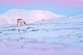 Arctic wildlife. Wild Reindeer, Rangifer tarandus, with massive antlers in snow, Svalbard, Norway. Svalbard caribou, wildlife