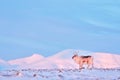 Arctic wildlife. Wild Reindeer, Rangifer tarandus, with massive antlers in snow, Svalbard, Norway. Svalbard caribou, wildlife