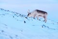 Arctic wildlife. Wild Reindeer, Rangifer tarandus, with massive antlers in snow, Svalbard, Norway. Svalbard caribou, wildlife