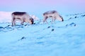 Arctic wildlife. Wild Reindeer, Rangifer tarandus, with massive antlers in snow, Svalbard, Norway. Svalbard caribou, wildlife