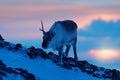 Arctic wildlife. Wild Reindeer, Rangifer tarandus, with massive antlers in snow, Svalbard, Norway. Svalbard caribou, wildlife