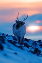 Arctic wildlife. Wild Reindeer, Rangifer tarandus, with massive antlers in snow, Svalbard, Norway. Svalbard caribou, wildlife