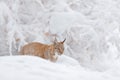 Arctic wildlife. Wild Reindeer, Rangifer tarandus, with massive antlers in snow, Svalbard, Norway. Svalbard caribou, wildlife