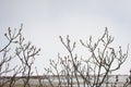 Arctic willow - Salix arctica Royalty Free Stock Photo