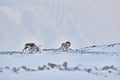 Arctic. Winter landscape with reindeer. Wild Reindeer, Rangifer tarandus, with massive antlers in snow, Svalbard, Norway. Svalbard Royalty Free Stock Photo