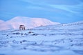 Arctic. Winter landscape with reindeer. Wild Reindeer, Rangifer tarandus, with massive antlers in snow, Svalbard, Norway. Svalbard Royalty Free Stock Photo