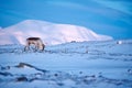 Arctic. Winter landscape with reindeer. Wild Reindeer, Rangifer tarandus, with massive antlers in snow, Svalbard, Norway. Svalbard Royalty Free Stock Photo