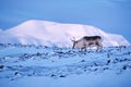 Arctic. Winter landscape with reindeer. Wild Reindeer, Rangifer tarandus, with massive antlers in snow, Svalbard, Norway. Svalbard Royalty Free Stock Photo