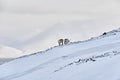 Arctic. Winter landscape with reindeer. Wild Reindeer, Rangifer tarandus, with massive antlers in snow, Svalbard, Norway. Svalbard Royalty Free Stock Photo