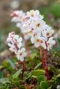 Arctic wintergreen or large-flowered wintergreen found growing north of Arviat, Nunavut, Canada