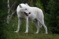 Arctic wolf