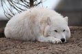 Arctic wolf Royalty Free Stock Photo