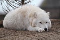 Arctic wolf