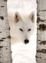 Arctic Wolf Royalty Free Stock Photo