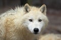 Arctic wolf Royalty Free Stock Photo