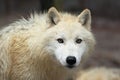 Arctic wolf