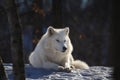 Arctic wolf Royalty Free Stock Photo