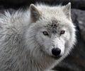 Arctic Wolf Royalty Free Stock Photo