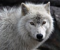 Arctic Wolf