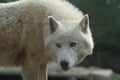 Arctic wolf