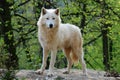 Arctic wolf Royalty Free Stock Photo