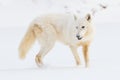 Arctic wolf broadside Royalty Free Stock Photo