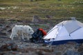 Arctic Wolf In Camp