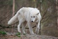 Arctic Wolf (Canis lupus arctos) Royalty Free Stock Photo