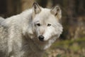 Arctic wolf ( canis lupus arctos ) Royalty Free Stock Photo