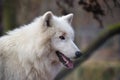 Arctic Wolf (Canis lupus arctos) Royalty Free Stock Photo