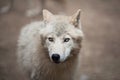 Arctic Wolf (Canis lupus arctos) aka Polar Wolf or White Wolf Royalty Free Stock Photo