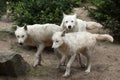 Arctic wolf Canis lupus arctos Royalty Free Stock Photo