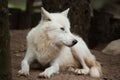 Arctic wolf Canis lupus arctos Royalty Free Stock Photo