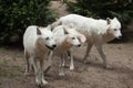 Arctic wolf Canis lupus arctos