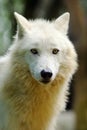 The Arctic wolf Canis lupus arctos, also known as the Melville Island wolf portrait.Portrait of a white wolf with yellow eyes