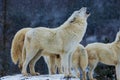 Arctic wolf (Canis lupus arctos) howling pack Royalty Free Stock Photo