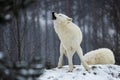 Arctic wolf (Canis lupus arctos) howling summons the species