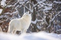 male Arctic wolf (Canis lupus arctos) howls during snowfall with the rays of the sun Royalty Free Stock Photo