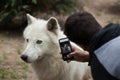 Arctic wolf Canis lupus arctos