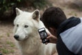 Arctic wolf Canis lupus arctos