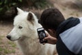 Arctic wolf Canis lupus arctos