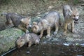 Arctic wolf Canis lupus arctos