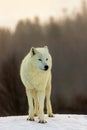 Male Arctic wolf Canis lupus arctos nice portrait in winter Royalty Free Stock Photo