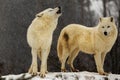 Arctic wolf (Canis lupus arctos) one of the pack started howling Royalty Free Stock Photo
