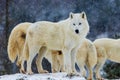 Arctic wolf (Canis lupus arctos) pack during snowfall Royalty Free Stock Photo