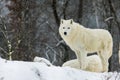 Arctic wolf (Canis lupus arctos) pack during snowfall in the wilderness Royalty Free Stock Photo