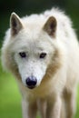 The Arctic wolf Canis lupus arctos,portrait.Portrait of a white wolf with yellow eyes Royalty Free Stock Photo